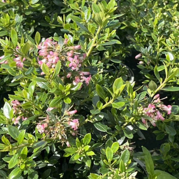 Buy Escallonia laevis 'Showstopper' online UK