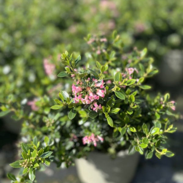 Buy Escallonia laevis 'Showstopper' online UK