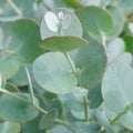 Buy Eucalyptus gunnii 'Azura' online UK