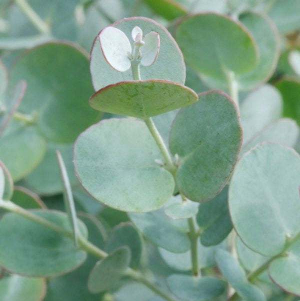 Buy Eucalyptus gunnii 'Azura' online UK