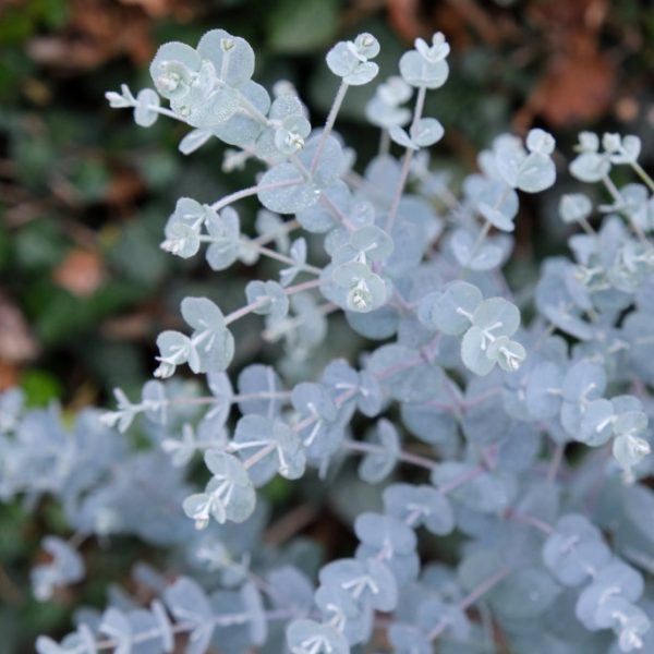 Buy Eucalyptus gunnii 'Azura' online UK