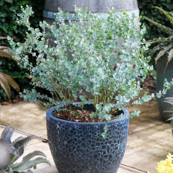 Buy Eucalyptus gunnii 'Azura' online UK