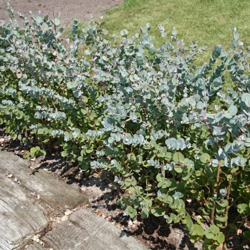 Buy Eucalyptus gunnii 'Azura' online UK