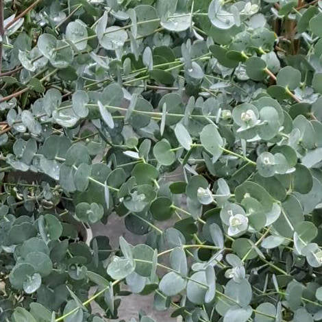 Buy Eucalyptus gunnii 'Azura' online UK