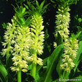 Buy Eucomis autumnalis 'White' Bulbs online UK