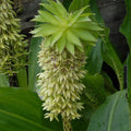 Buy Eucomis bicolour (Two-coloured Pineapple Lily) Bulbs online UK