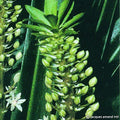 Buy Eucomis pallidiflora subsp. pole-evansii Bulbs online UK