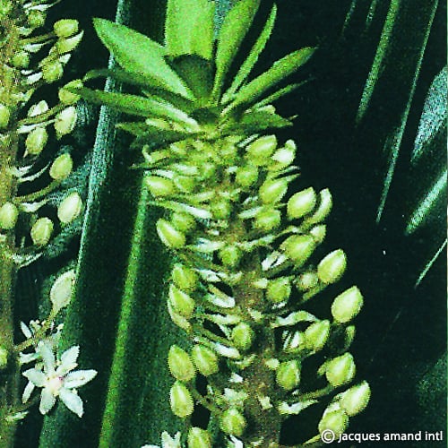 Buy Eucomis pallidiflora subsp. pole-evansii Bulbs online UK