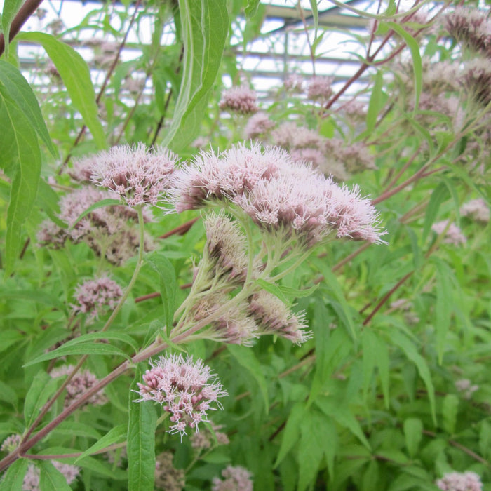 Buy Eupatorium cannabinum (Hemp Agrimony) online UK