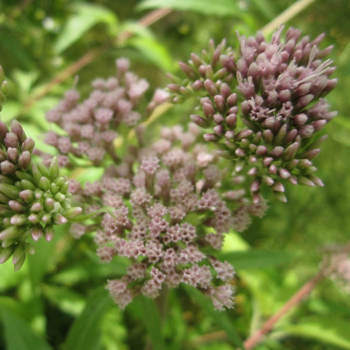 Buy Eupatorium cannabinum (Hemp Agrimony) online UK