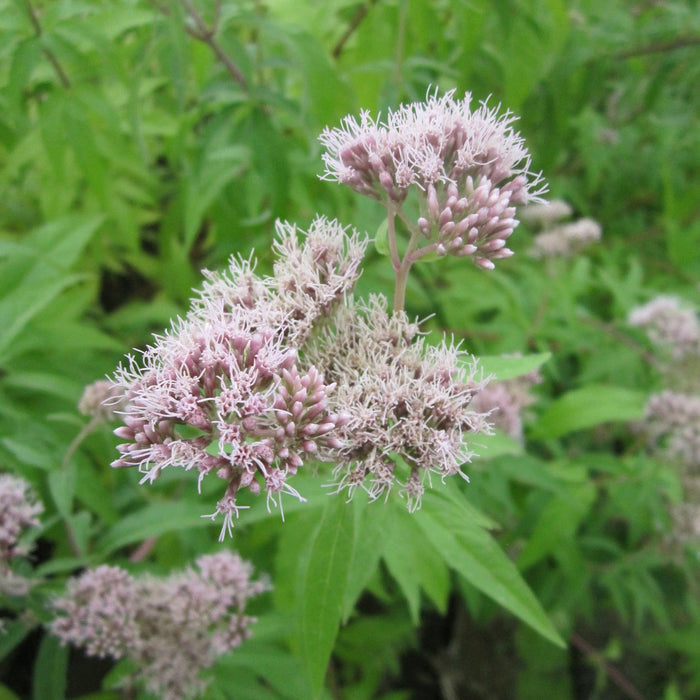 Buy Eupatorium cannabinum (Hemp Agrimony) online UK