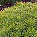 Buy Euphorbia × martini 'Ascot Rainbow' online UK