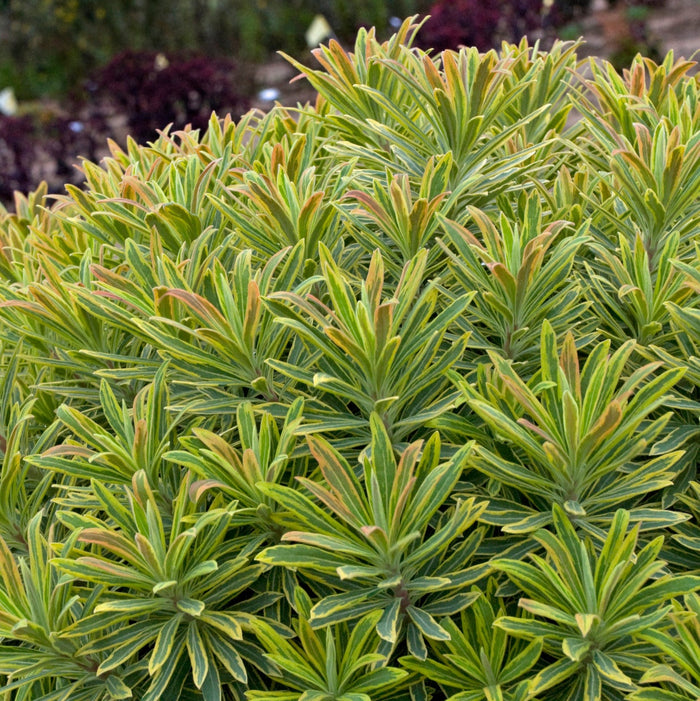 Buy Euphorbia × martini 'Ascot Rainbow' online UK