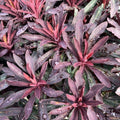 Buy Euphorbia purpurea 'Miners Merlot' online UK