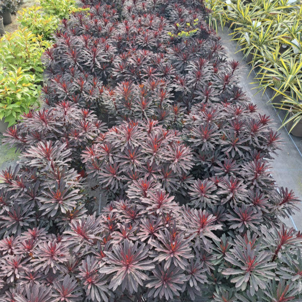 Buy Euphorbia purpurea 'Miners Merlot' online UK