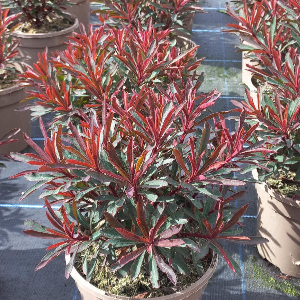 Buy Euphorbia purpurea 'Miners Merlot' online UK