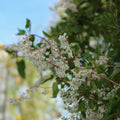 Buy Fallopia balshuanicum (Russian Vine) online UK