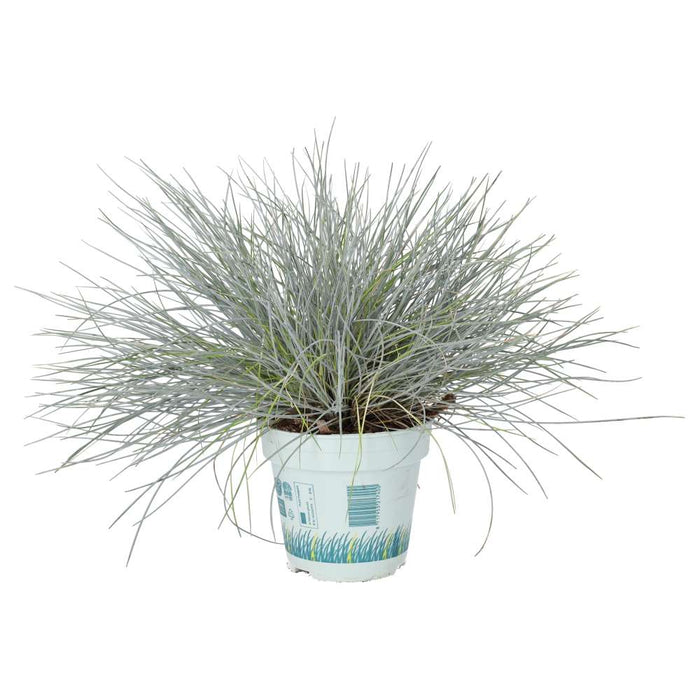 Buy Festuca glauca (Blue Dwarf Grass) online UK
