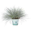 Buy Festuca glauca (Blue Dwarf Grass) online UK