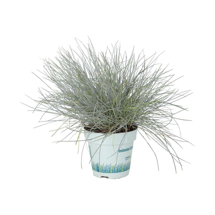 Buy Festuca glauca (Blue Dwarf Grass) online UK