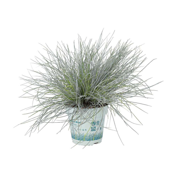 Buy Festuca glauca (Blue Dwarf Grass) online UK