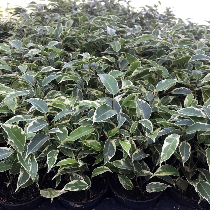 Buy Ficus benjamina 'Variegated' online UK