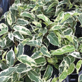 Buy Ficus benjamina 'Variegated' online UK
