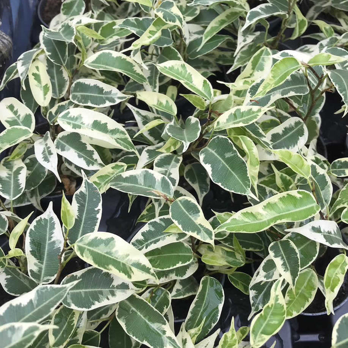 Buy Ficus benjamina 'Variegated' online UK