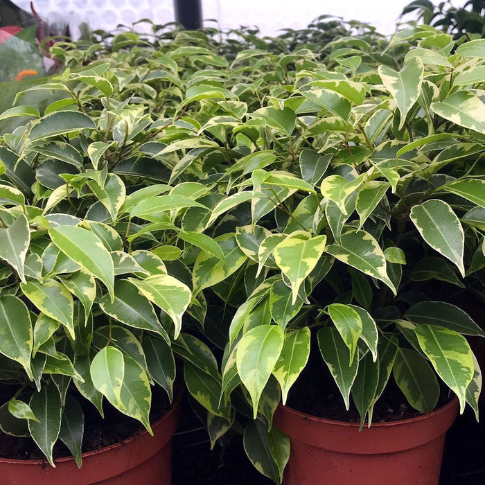 Buy Ficus benjamina 'Variegated' online UK