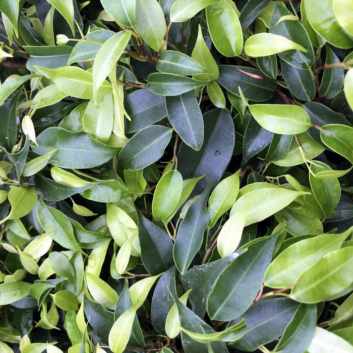 Buy Ficus benjamina 'Variegated' online UK