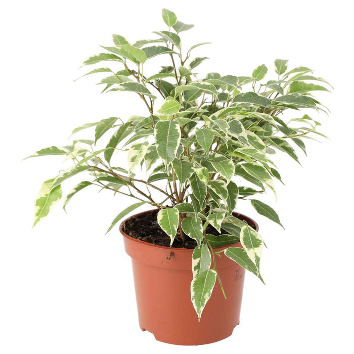 Buy Ficus benjamina 'Variegated' online UK