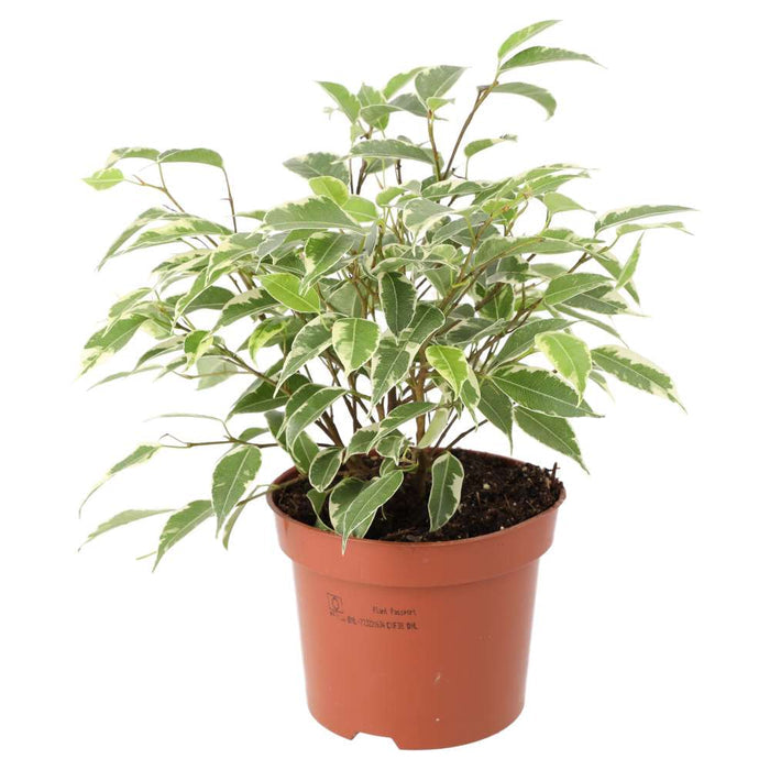 Buy Ficus benjamina 'Variegated' online UK