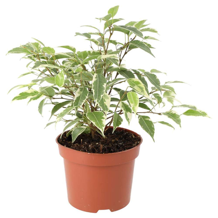 Buy Ficus benjamina 'Variegated' online UK