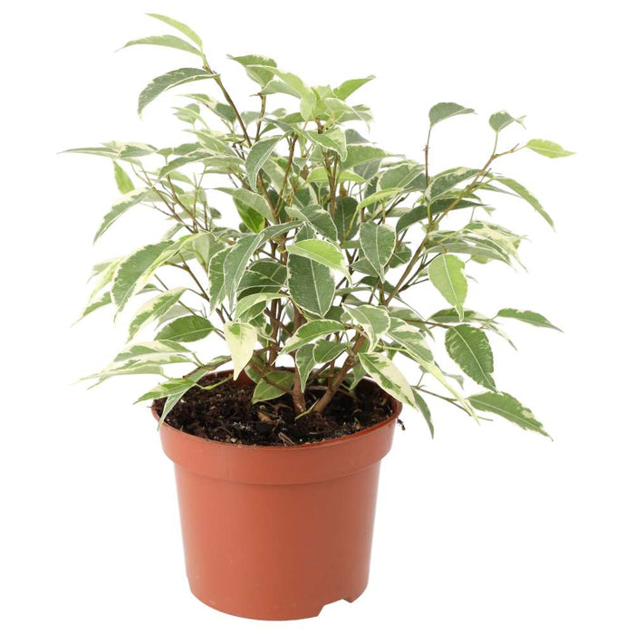 Buy Ficus benjamina 'Variegated' online UK