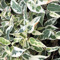 Buy Ficus benjamina (Weeping Fig) online UK
