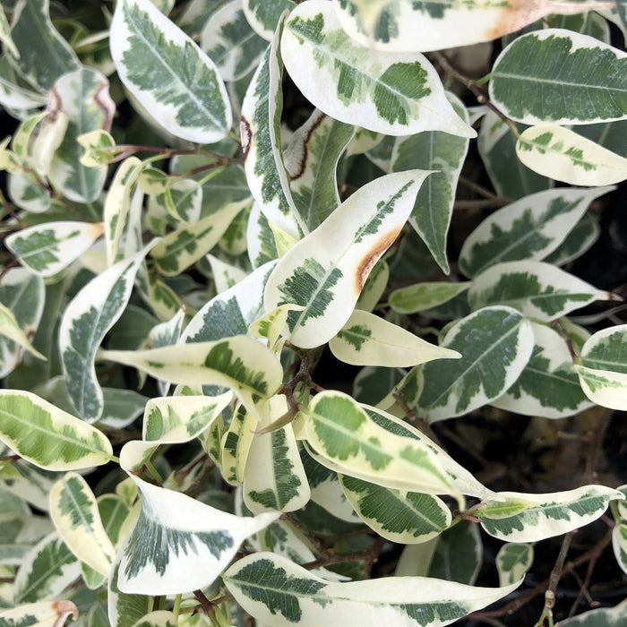 Buy Ficus benjamina (Weeping Fig) online UK