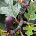 Buy Ficus carica 'Little Miss Figgy' online UK