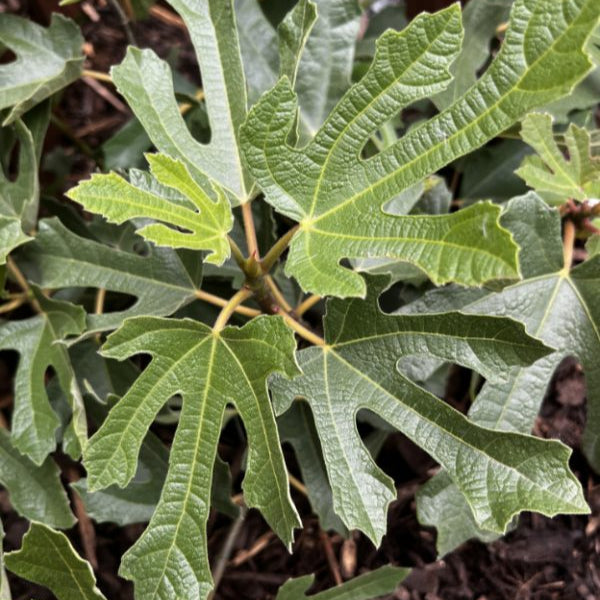 Buy Ficus carica 'Little Miss Figgy' online UK