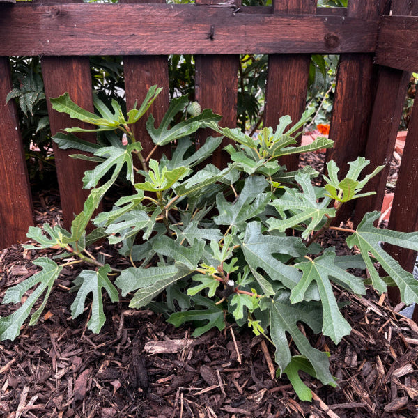 Buy Ficus carica 'Little Miss Figgy' online UK