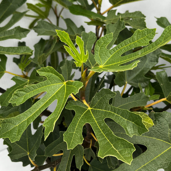 Buy Ficus carica 'Little Miss Figgy' online UK