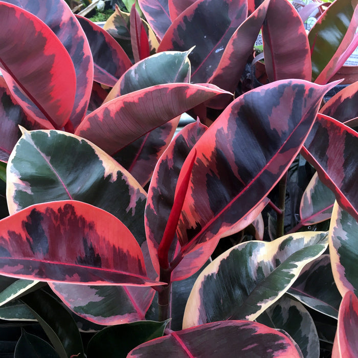 Buy Ficus elastica (Rubber Fig) online UK