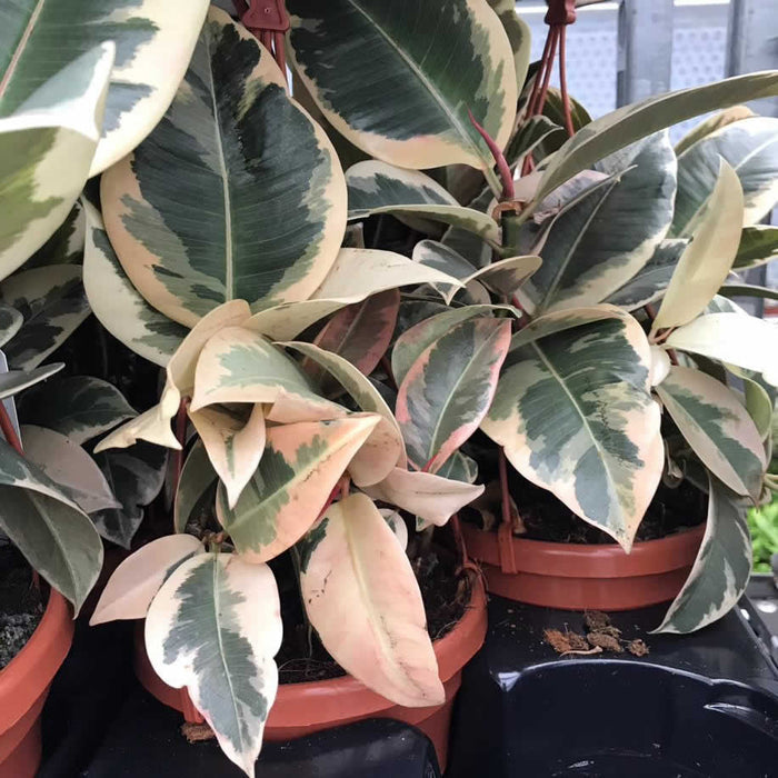 Buy Ficus elastica (Rubber Fig) online UK