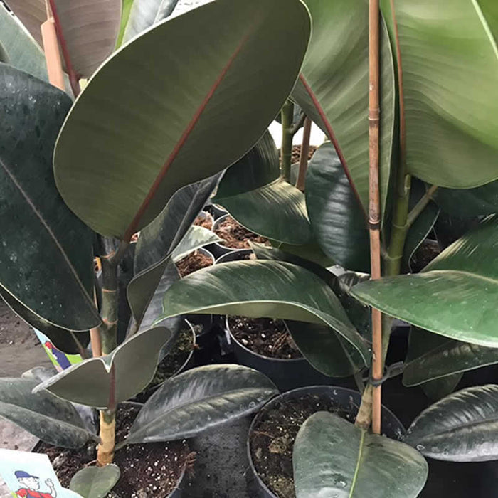 Buy Ficus elastica (Rubber Fig) online UK