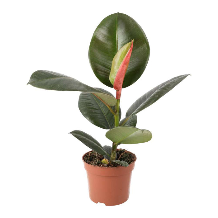 Buy Ficus elastica (Rubber Fig) online UK