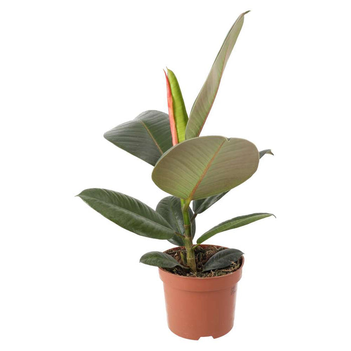 Buy Ficus elastica (Rubber Fig) online UK