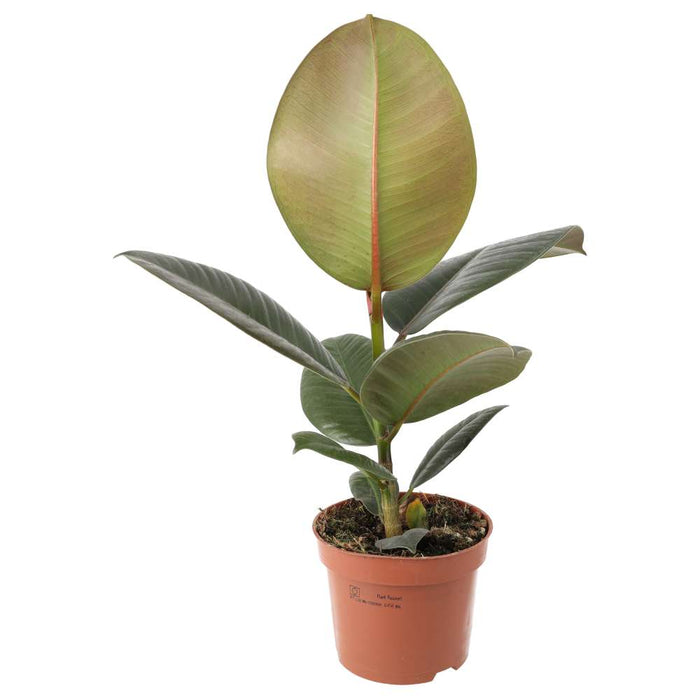 Buy Ficus elastica (Rubber Fig) online UK