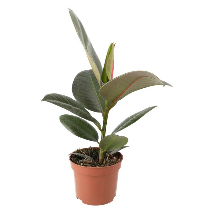 Buy Ficus elastica (Rubber Fig) online UK