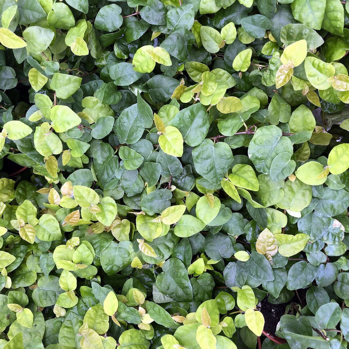 Buy Ficus pumila (Creeping Fig) online UK