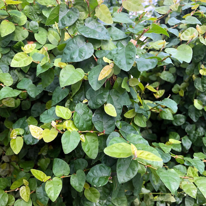 Buy Ficus pumila (Creeping Fig) online UK