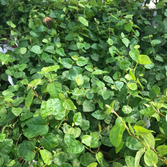 Buy Ficus pumila (Creeping Fig) online UK